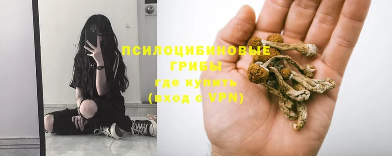 мориарти как зайти  Кизилюрт  Псилоцибиновые грибы MAGIC MUSHROOMS 